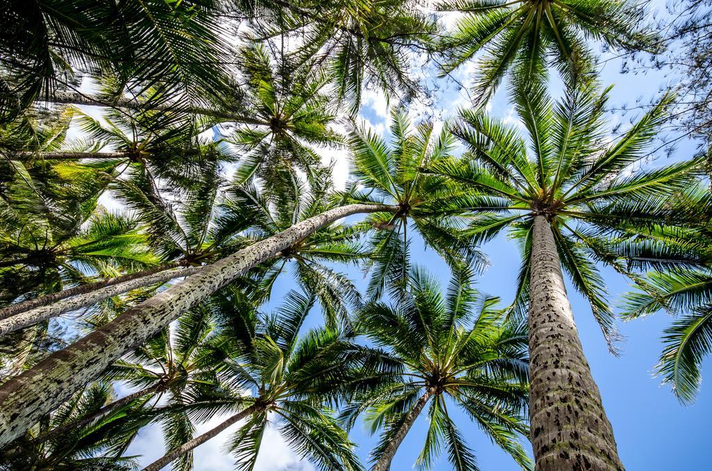 Cairns Beaches Flashpackers Palm Cove Exterior foto